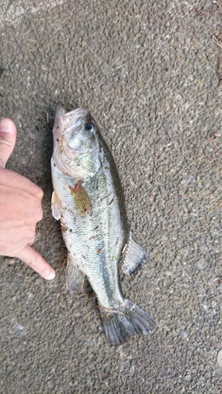 パワーフィネスで小バス