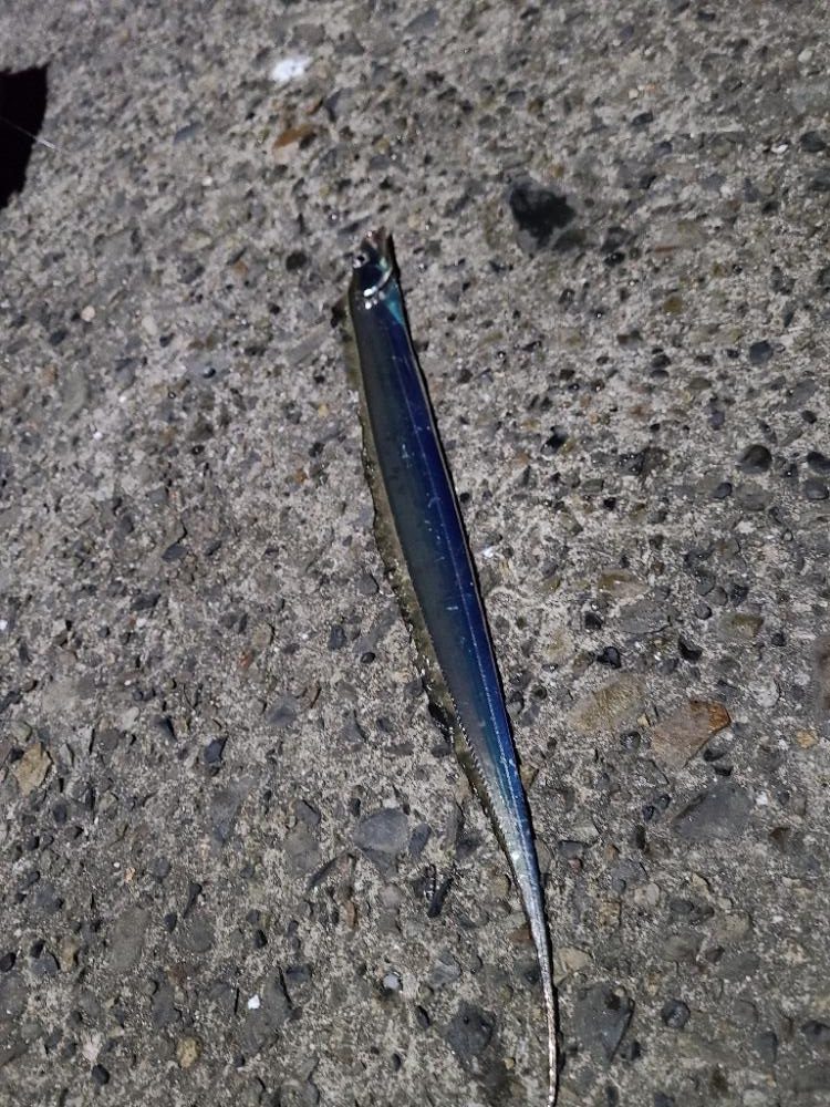 久しぶりの夜釣り