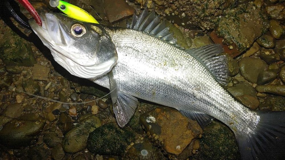 シーバス　メバル