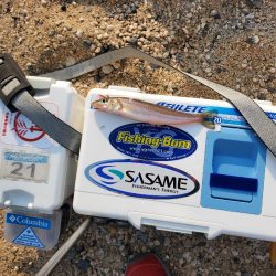 敦賀のキス偵察