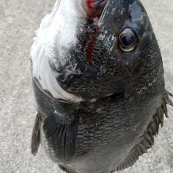 真チヌ✖️純正DJ