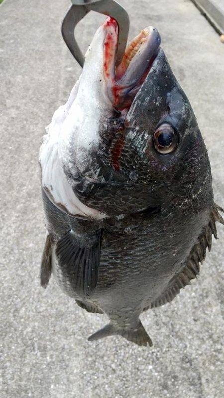 真チヌ✖️純正DJ