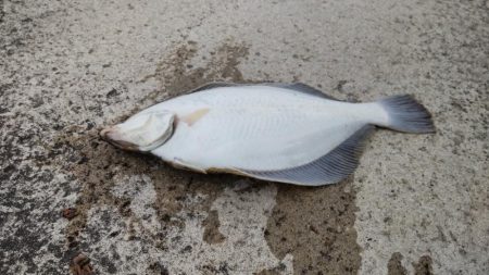 釣りに行くなら持ってけチョイヘッド！
