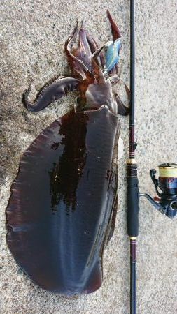 対馬エギング釣果……37