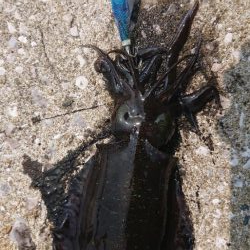 対馬エギング釣果……36