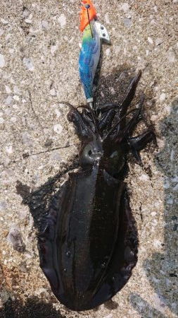 対馬エギング釣果……36