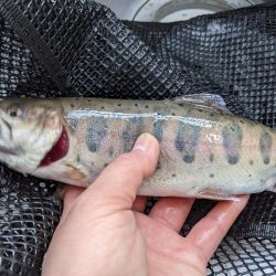 今年最初の川場キングダムフィッシング