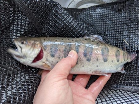 今年最初の川場キングダムフィッシング