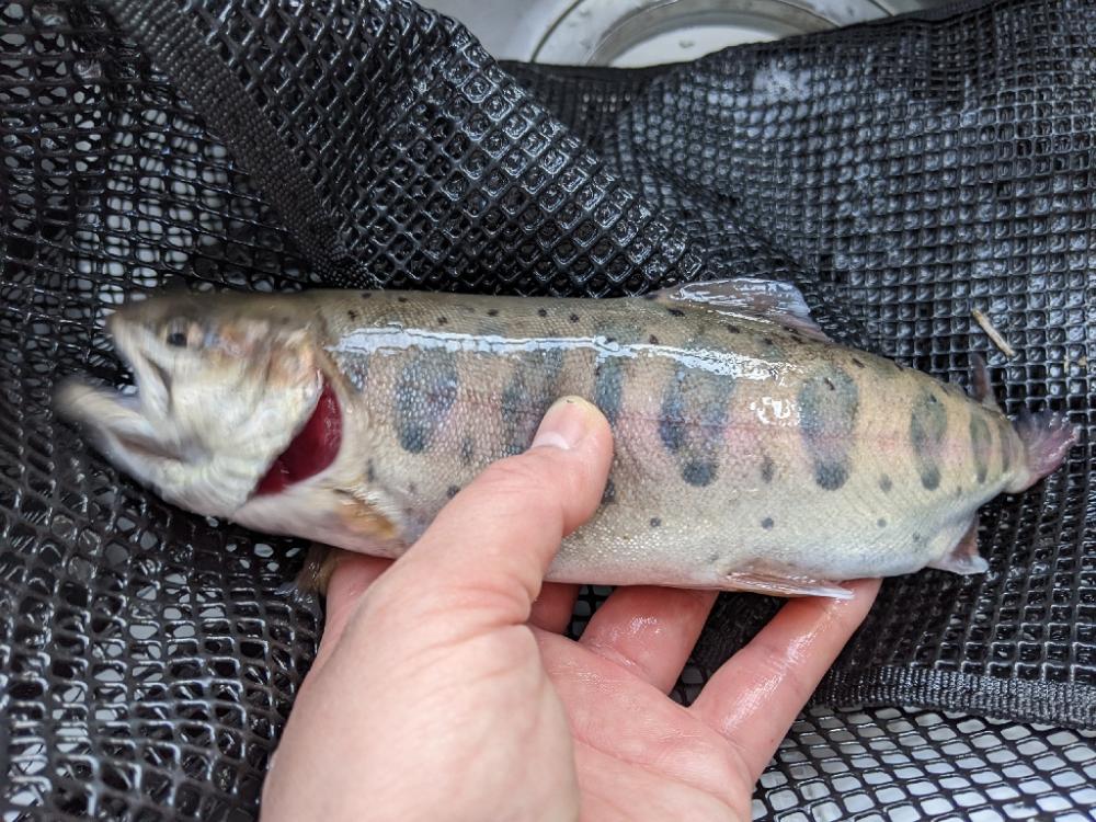 今年最初の川場キングダムフィッシング