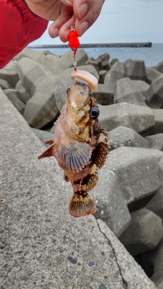 忍耐大切なカサゴ穴釣り