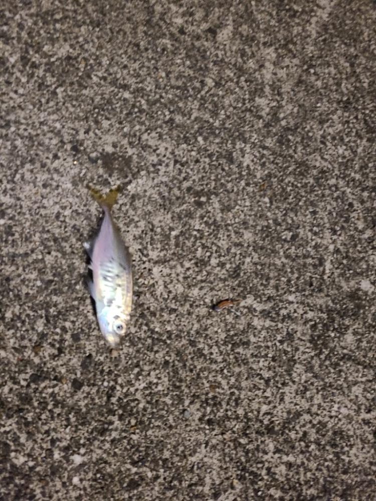 結局いつもの···