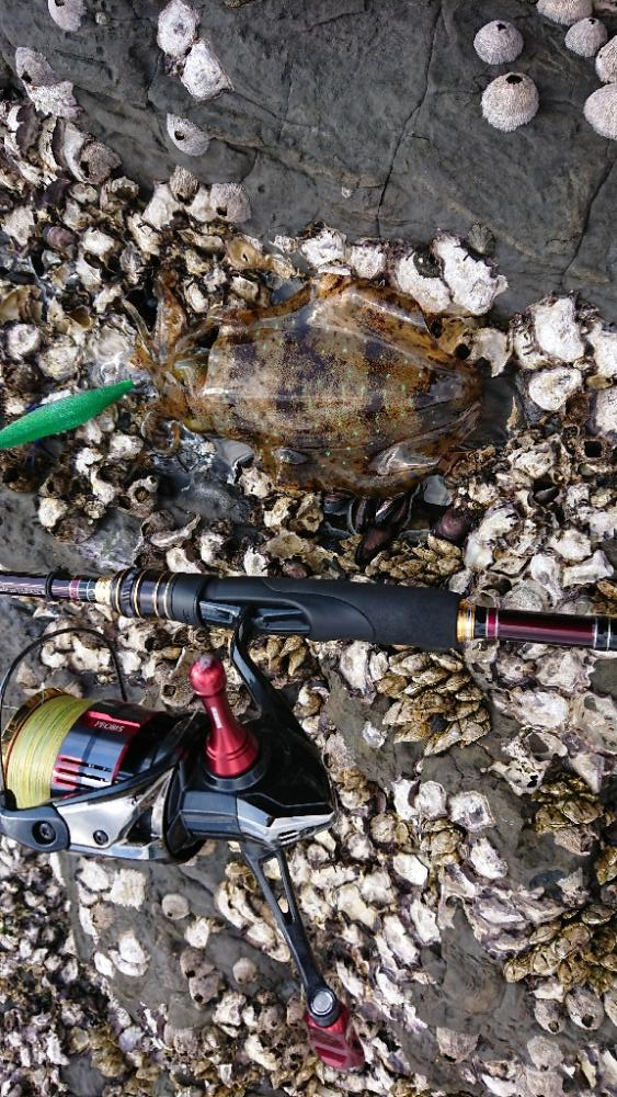 対馬エギング釣果……32