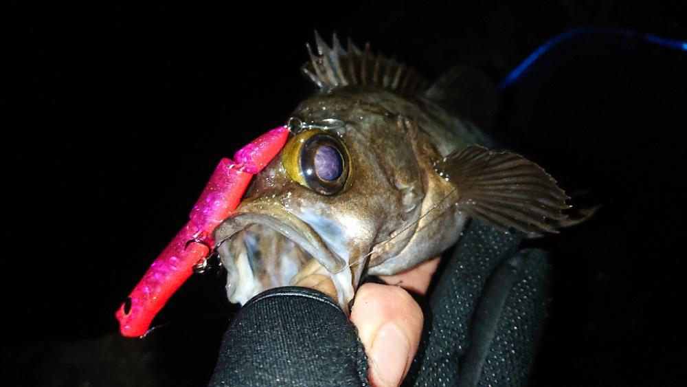 バチ メバル&シーバス