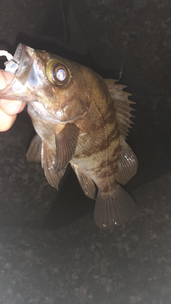 メバリングへ今日は渋め