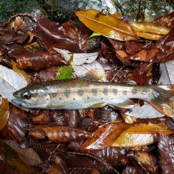 渓流アマゴ