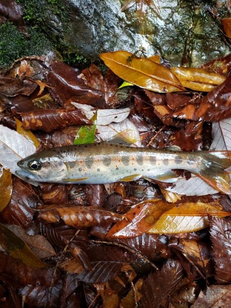 渓流アマゴ