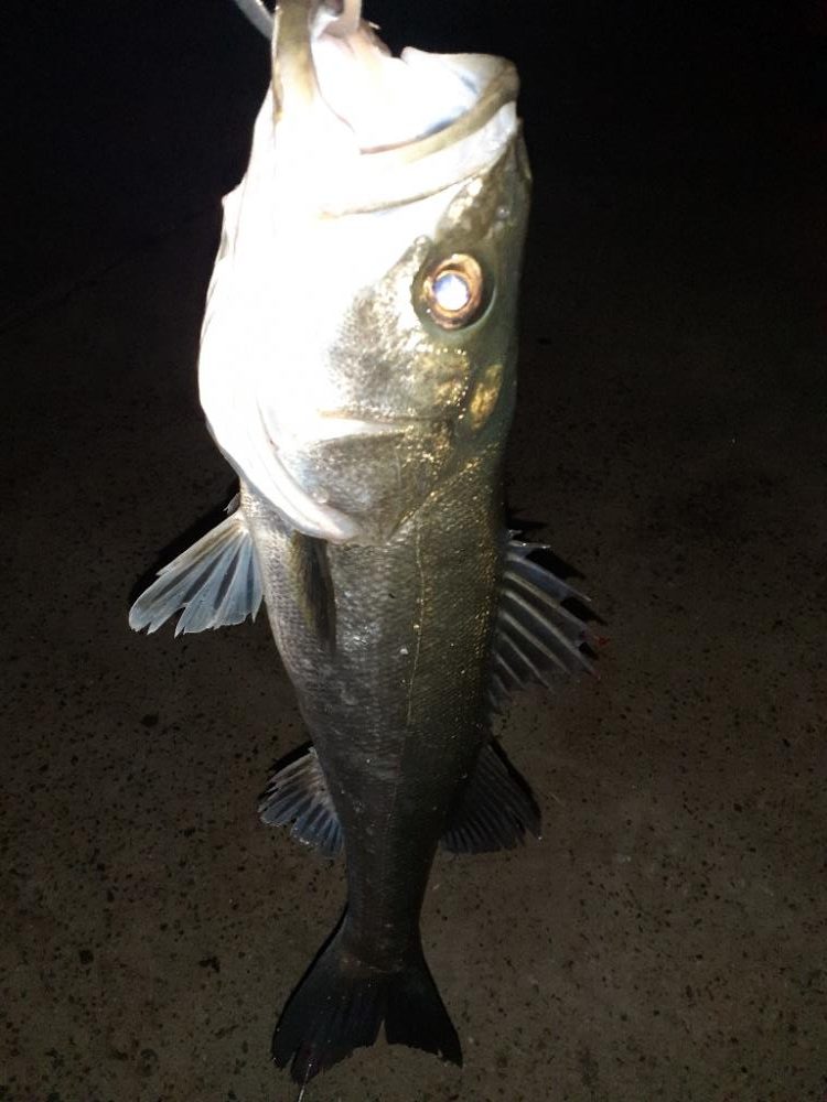 バチ抜けシーバス