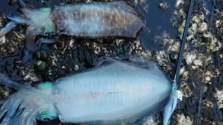 対馬エギング釣果……45