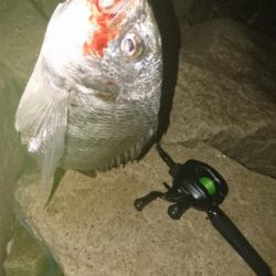 シーバス釣り 雰囲気とても良い