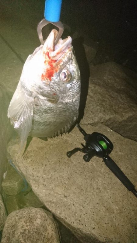 シーバス釣り 雰囲気とても良い