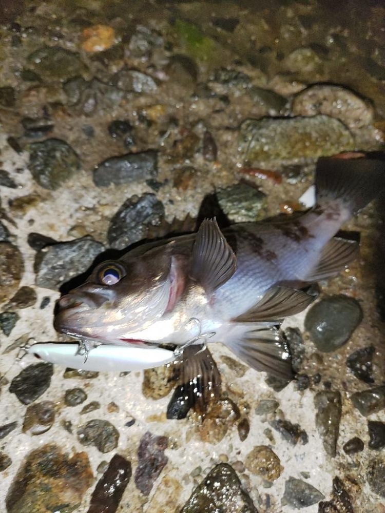 嬉しいゲストが・・・