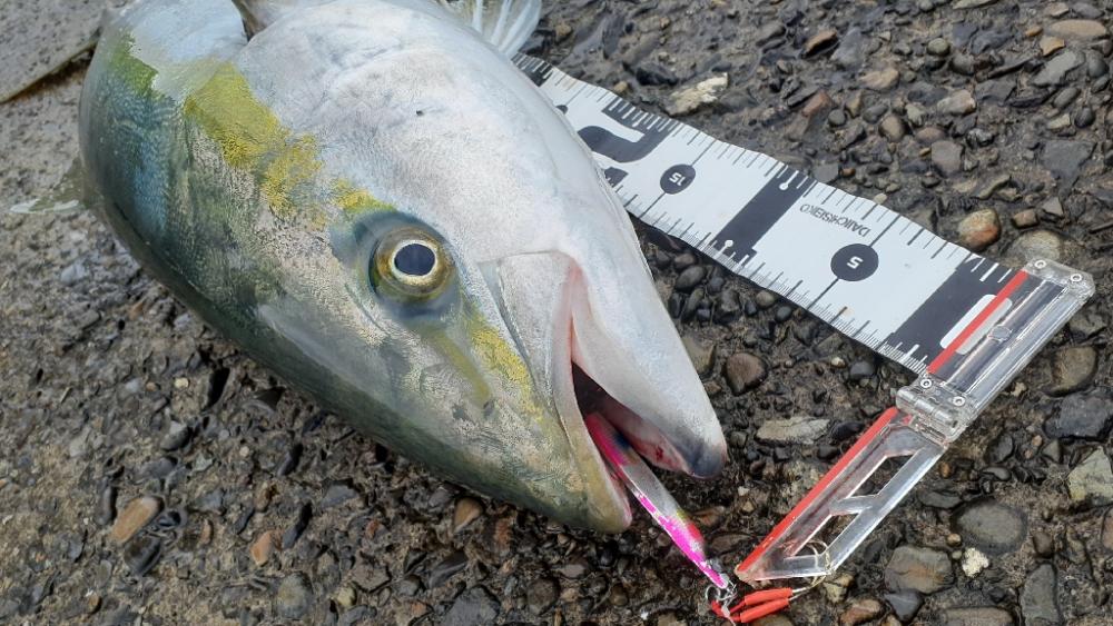 またまたまたブリった!