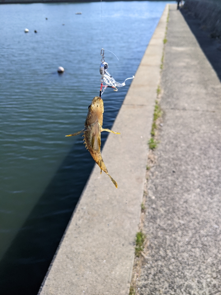 週末のオカッパリ調査