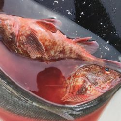 東京湾にて70upシーバス等/ジギング