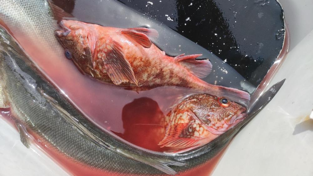 東京湾にて70upシーバス等/ジギング