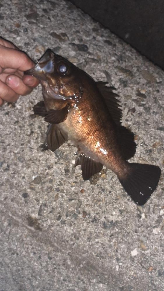 メバリングへいってくる。