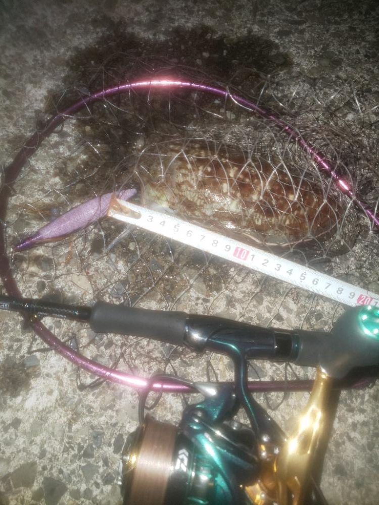 ダイソーエギ蓄光チューン