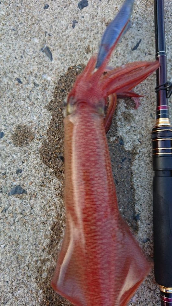 対馬エギング釣果……43