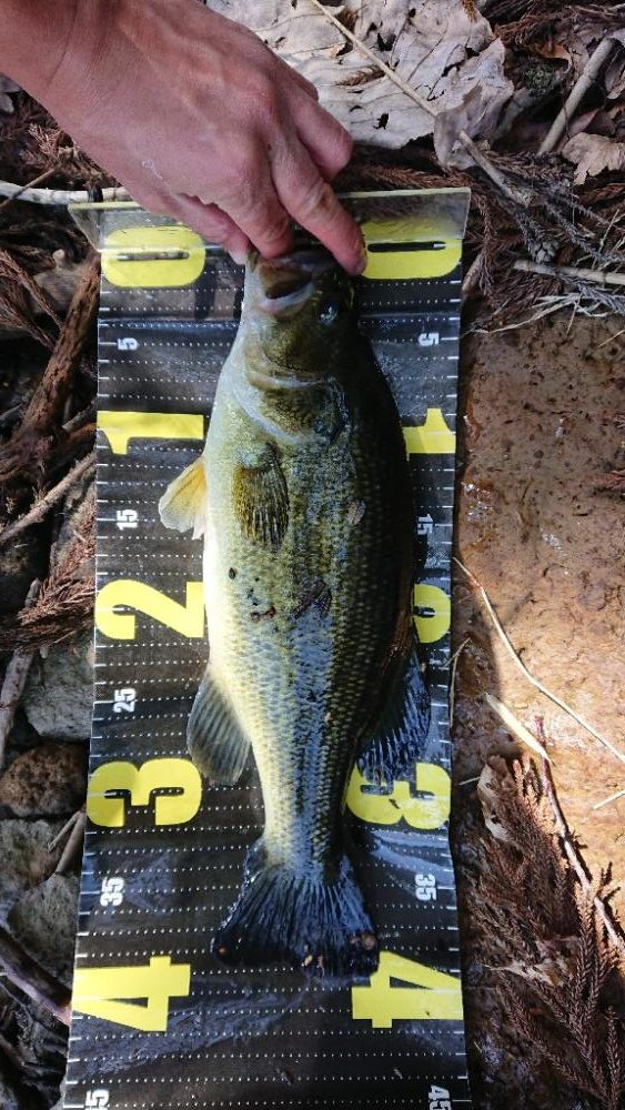 初ポークフィッシュ