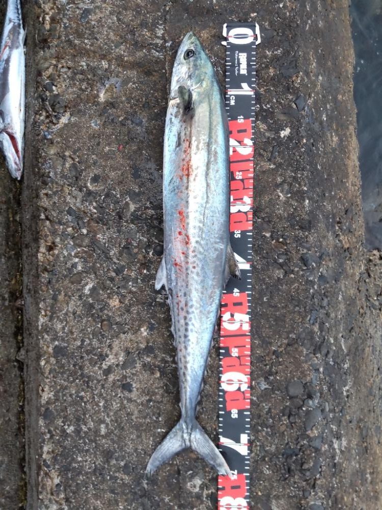 ショアプラッキング