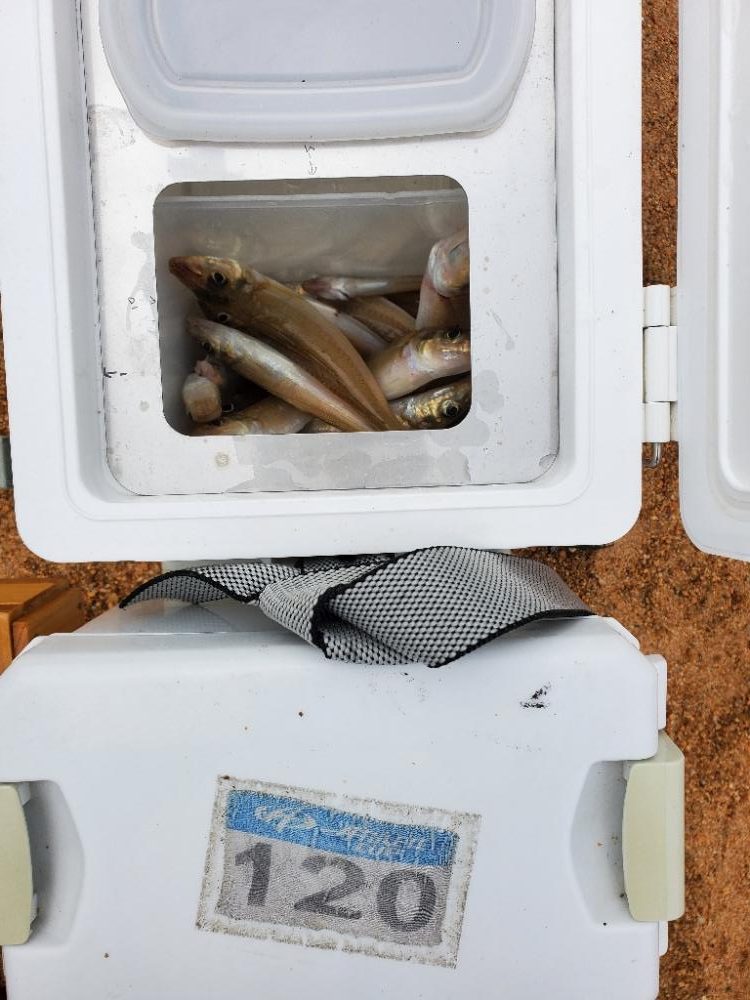 敦賀半島へ越冬キス狙いでの釣行