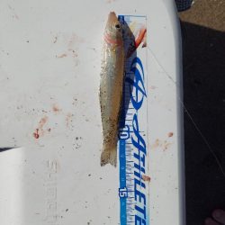 今年初のキス釣り