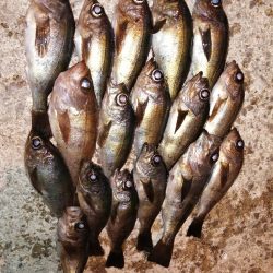 まだまだメバル