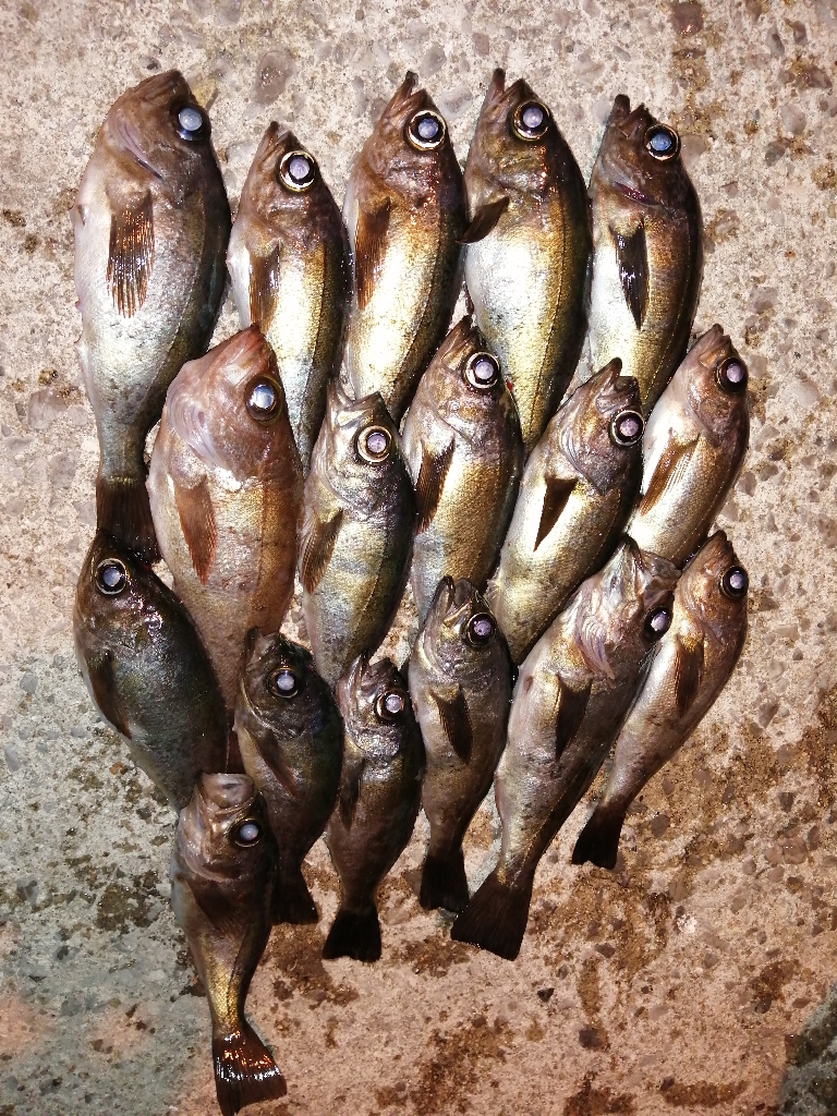 まだまだメバル