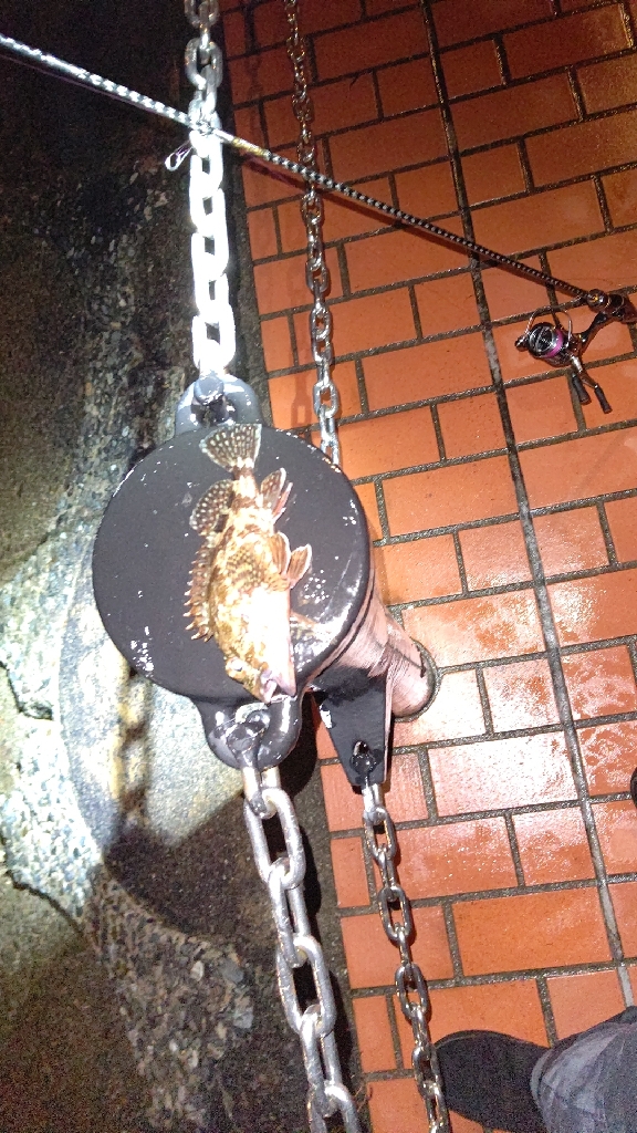 淡路でメバリング