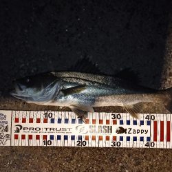 バチ抜けシーバス