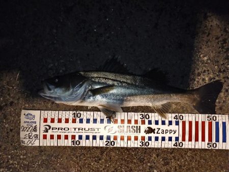 バチ抜けシーバス