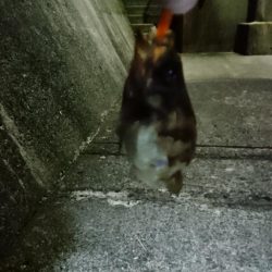 前日の釣果情報をみて・・・