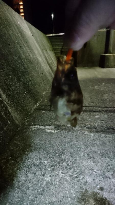 前日の釣果情報をみて・・・