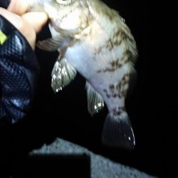 グッドコンディション