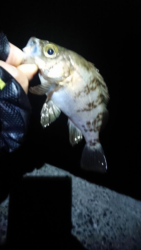 グッドコンディション