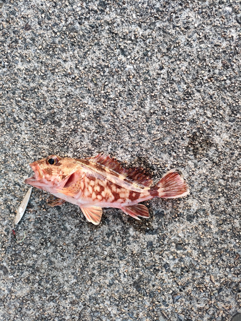 ライトゲーム！