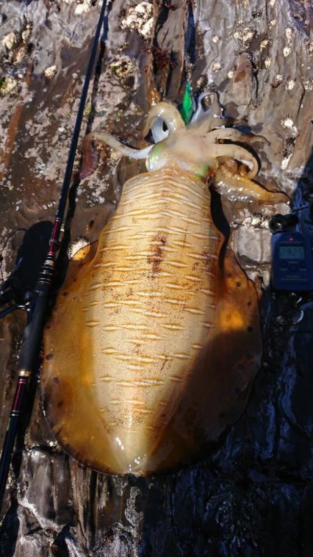 対馬エギング釣果……41