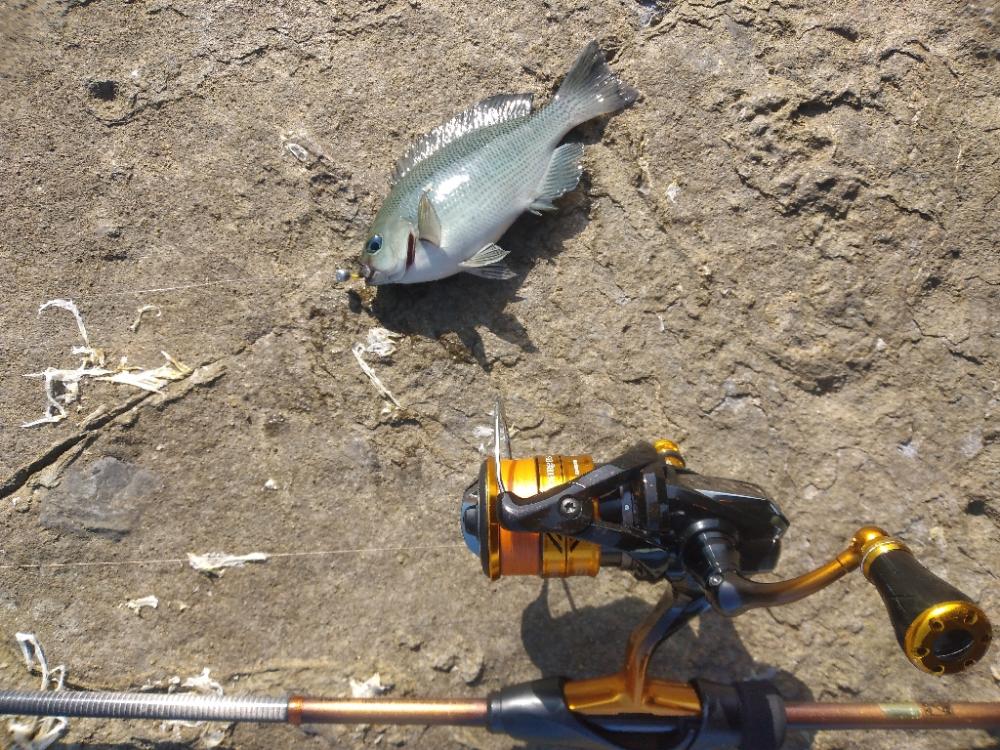 気温は高いがまだ水温が低く活性が低いかな!