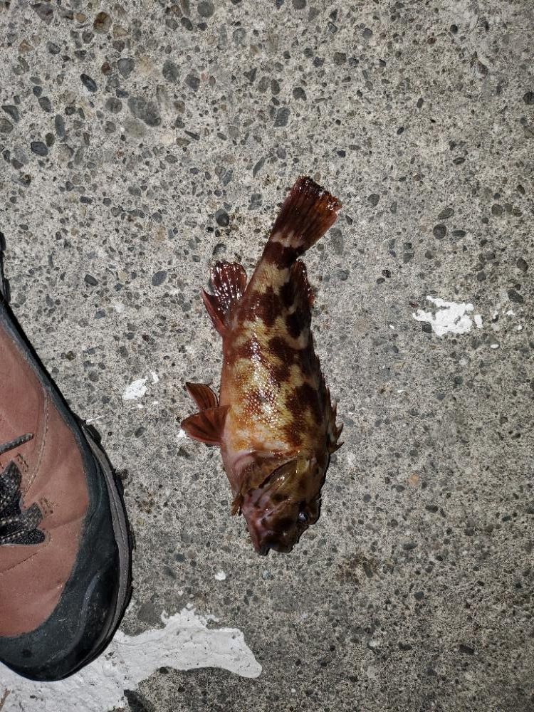 メバリング→ガシリングに