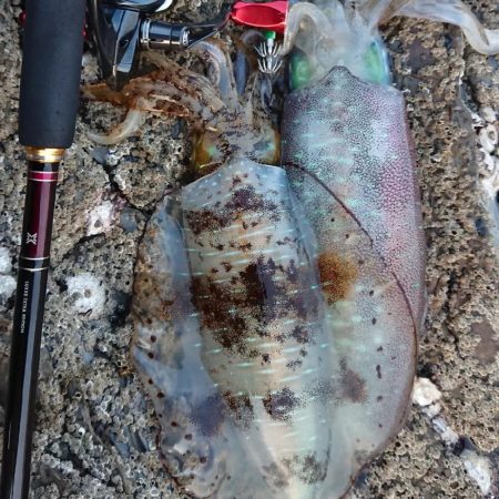 対馬エギング釣果……42